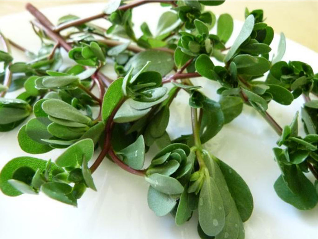 lợi ích của muối rau sam