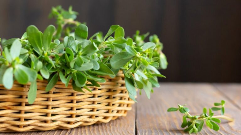 Rau sam muối Sfood và ảnh hưởng đến huyết áp cao người cao tuổi